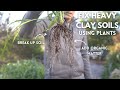 Fix Heavy Clay Garden Soil Using Plants (EASY, LOW-WORK)