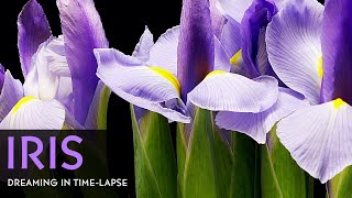 Purple Iris Flowers Blooming  Daily Timelapse Clip