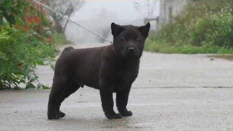 CHÓ MÔNG CỘC ĐỰC ĐEN TUYỀN 50 NGÀY TUỔI, CHÓ BẢN MÔNG - Báu vật người H