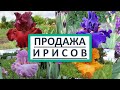 Ирис бородатый высокий Поль Блэк (Paul Black). Купить саженцы ирисов