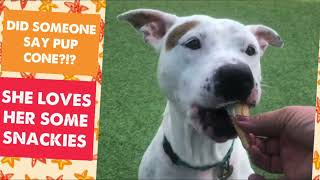 MEET APRICOT AT KC PET PROJECT