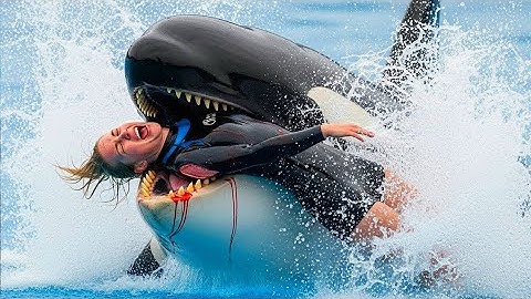The TERRIFYING Last Moments Of Orca Trainer Brooke Hunter