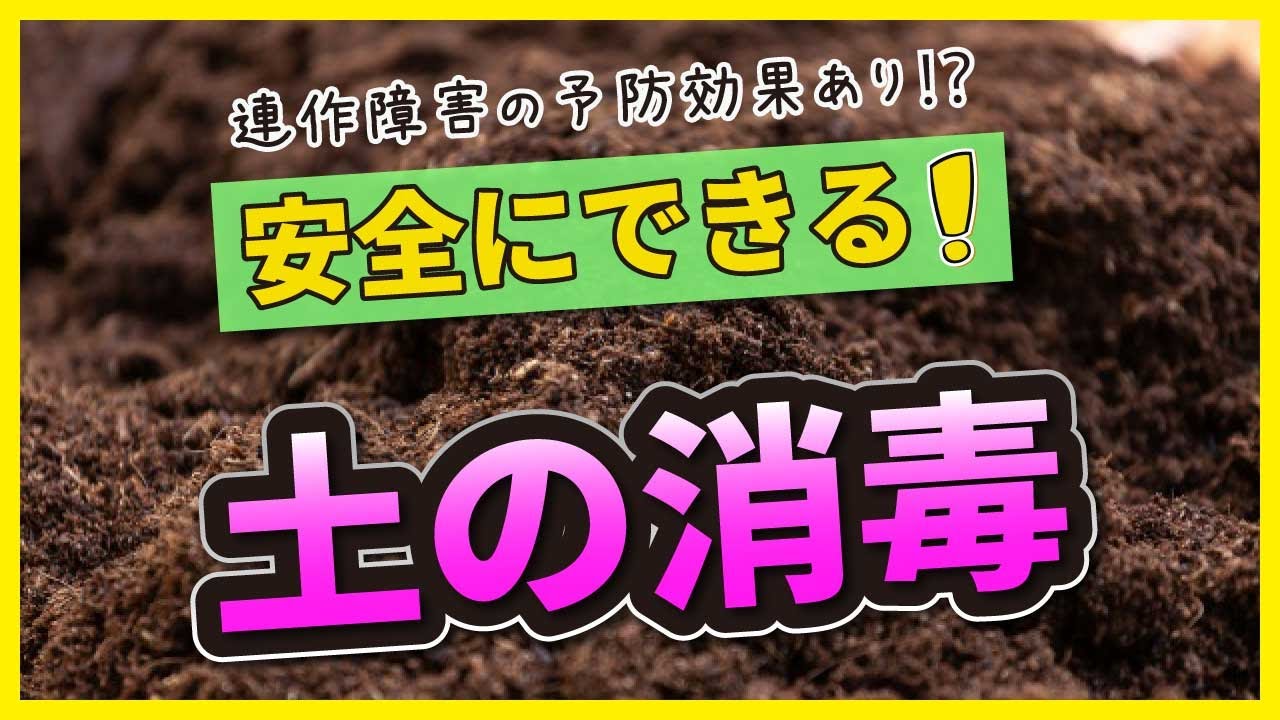 安全にできる 土の消毒 連作障害の予防に効果あり 家庭菜園 太陽光消毒 Youtube