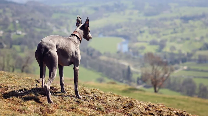 Get to Know the Sweet and Adaptable Whippet