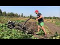 Саморобний мотоблок копає картоплю 💪👊👍🇺🇦