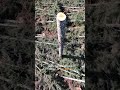 Cable Logging #logger #logginglife #heavyequipment #sustainableforestry #pnw #loggingequipment
