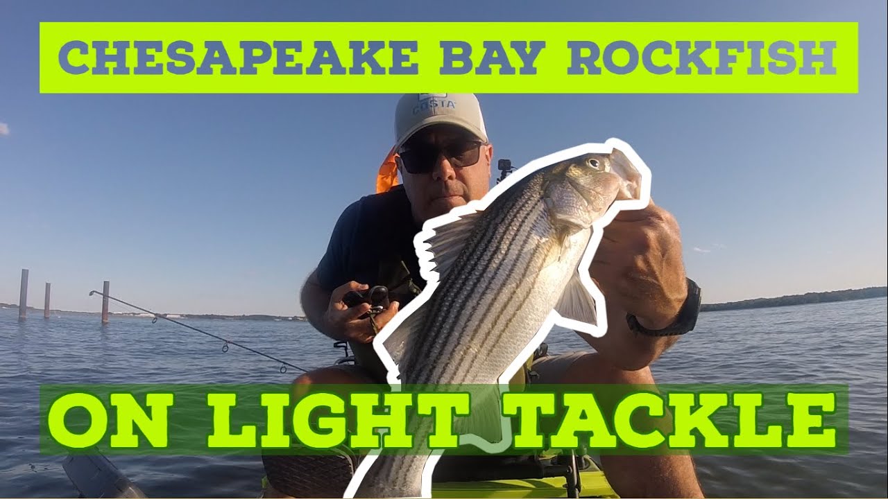 Chesapeake Bay Rockfish on Light Tackle 
