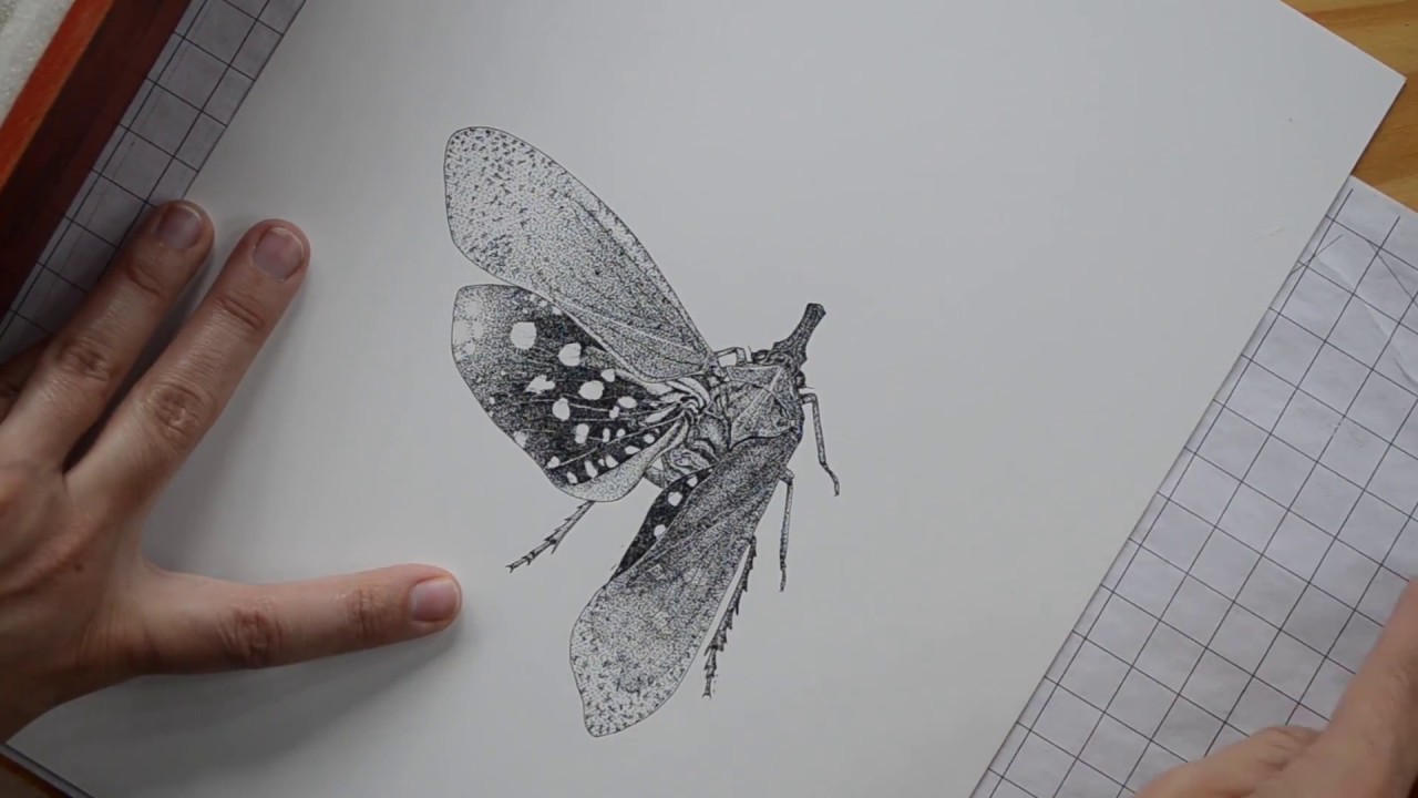 Alas de tinta: Carolina Rivera y la ilustración científica