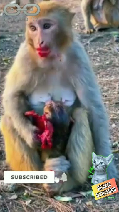 Reaksi Nyi ITEUNG, Ibu Monyet yang tega makan depan anaknya #short #kucingkampung