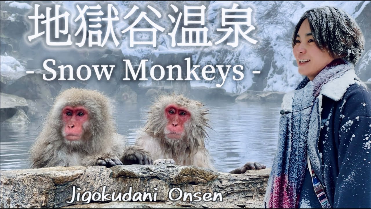 雪まみれでも見たい！地獄谷温泉｜温泉に入る猿・冬の長野旅
