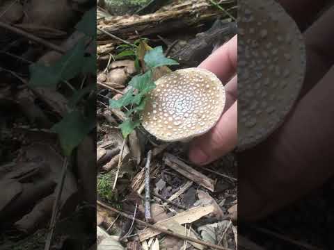 Сбор пантерного мухомора