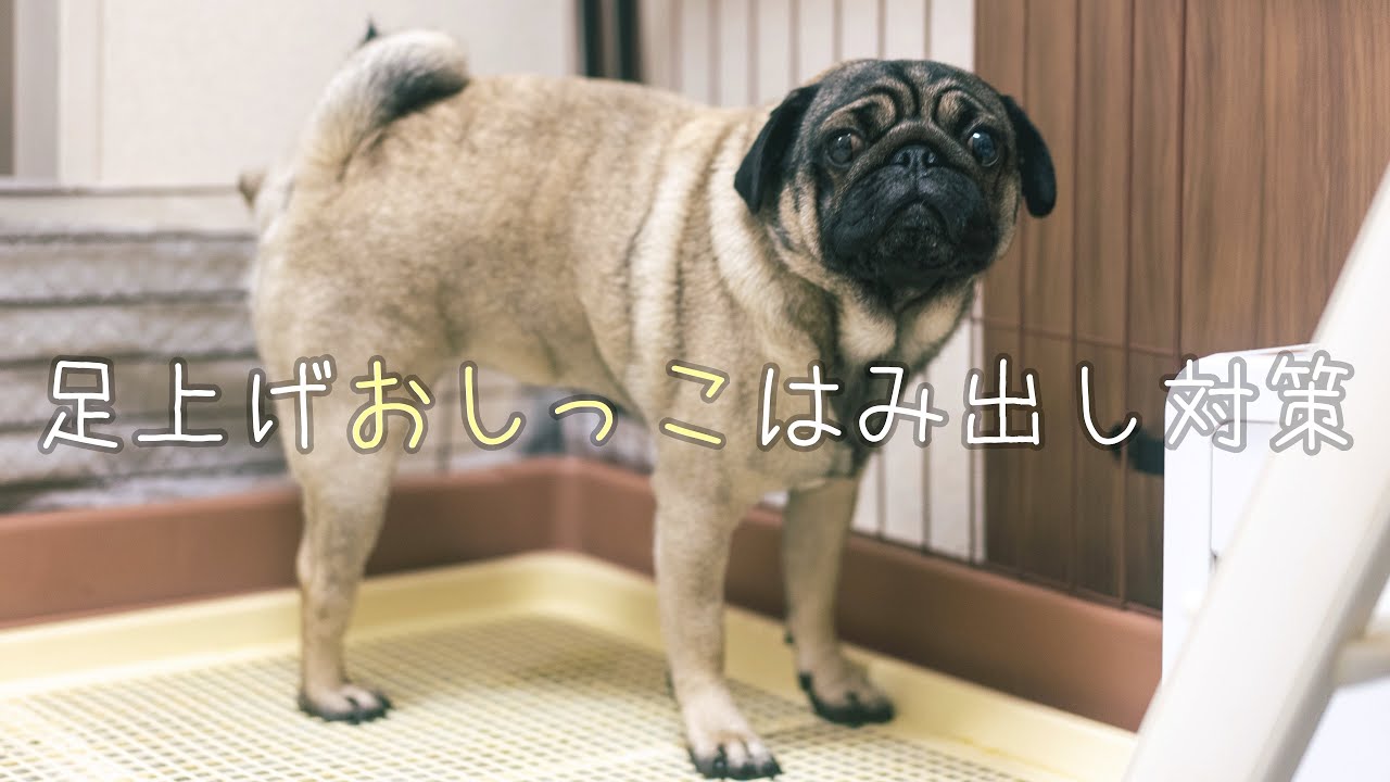 トイレトレーで足上げおしっこ はみ出し対策 パグ 狆 シーズー 元保護犬 Youtube
