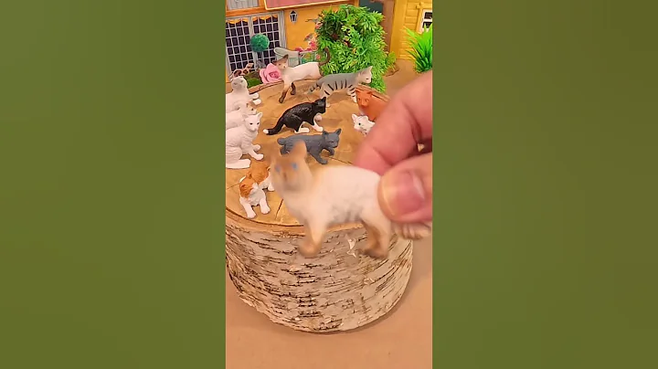 Video 11735731: cat meowing talking, lovely cats meowing, balinese cat, longing, cat meets