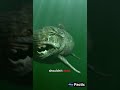 Deep Sea Nightmares: The Mariana Trench! 🌊💀 #Shorts #Factic #Ocean #Mystery #Sea #DeepBlue #Viral