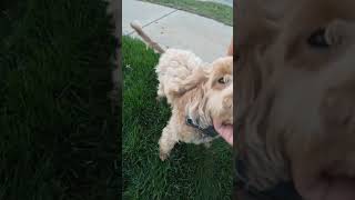 Follow @MidwestLawnDaddy for more lawn transformations and a few surprise puppy cameos along the way