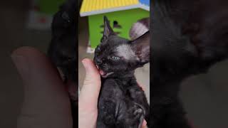 Do your cat like to eat your fingers? Cattery ColourClub.pl #devonrex #cat  #cats #приколыскотами