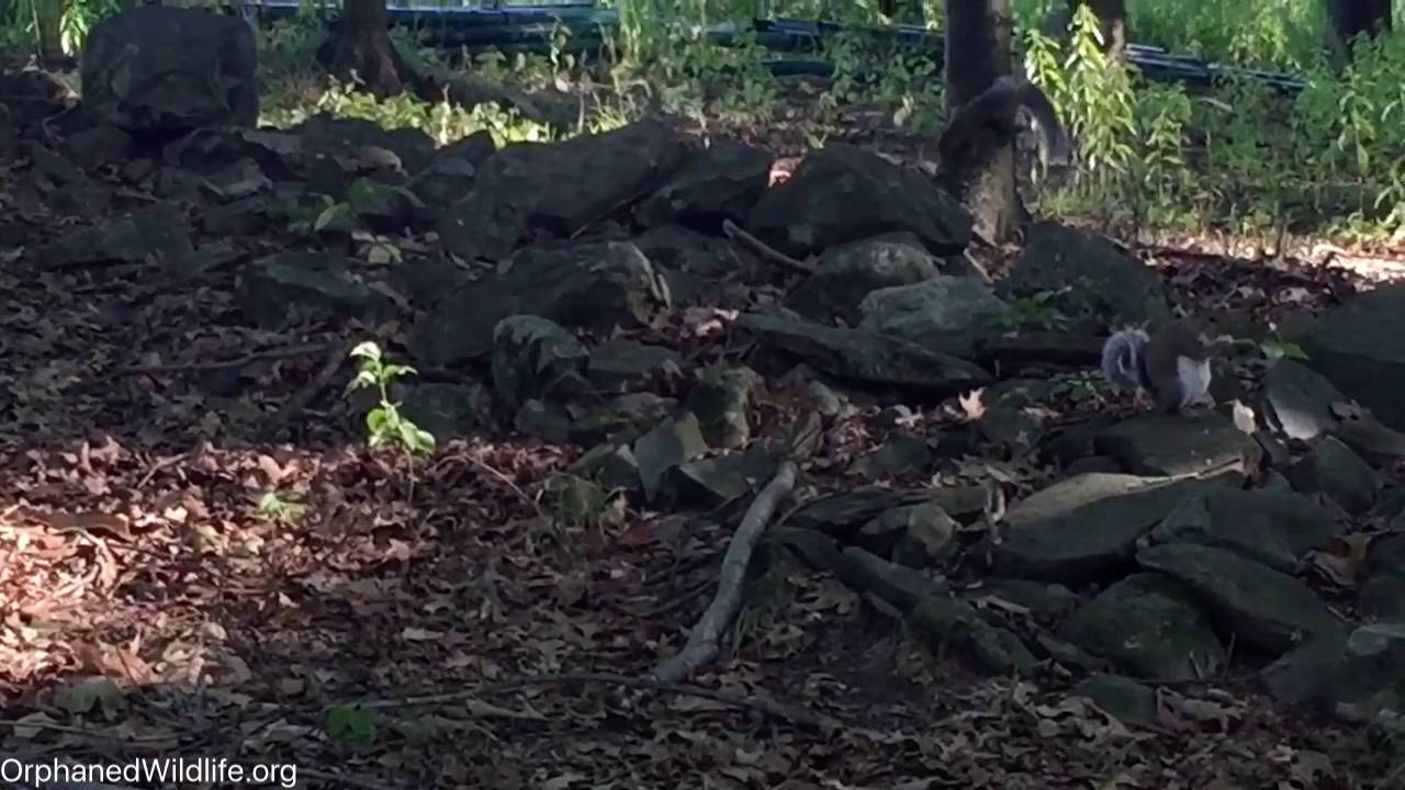 profit and loss statement Also spotted our squirrels!