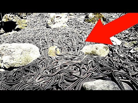 გველების წვიმა - დაუჯერებელი წვიმები დედამიწაზე