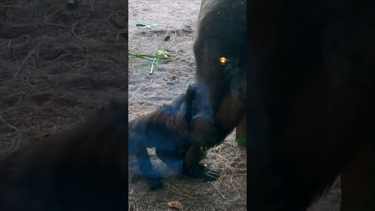 #babygorillaada