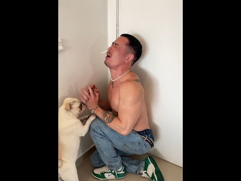 Vídeo: Cães tipo Gien: descrição, estilo de vida, população