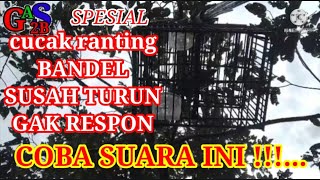 suara panggilan burung cucak ranting spesial