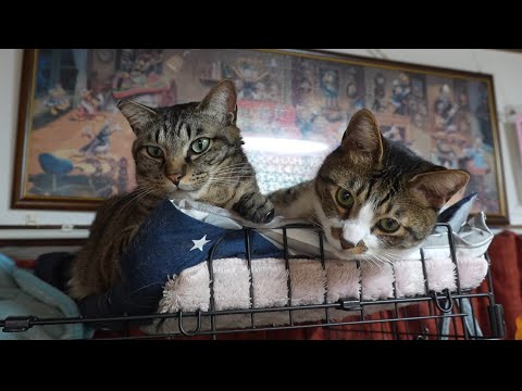 今日も弟猫に舐められまくりな兄猫☆あきらめの表情【リキちゃんねる　猫動画】 キジトラ 猫のいる暮らし