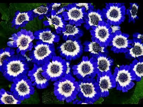 Vídeo: Com Cultivar Cineraria