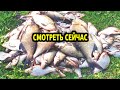 Не Торопись Ловить Леща на Удочку Пока не УВИДЕЛ ЭТО видео