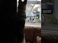 Everyone Knows Me! #happydog #germanshepherd #dogtalk #gsd #shorts #funnydogs #dogshorts #funny #fyp