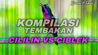 Kompilasi Konin Gacor Full Isian Tembakan Cililin Vs Ciblek Cocok Buat Masteran Kolibri Ninja Lomba