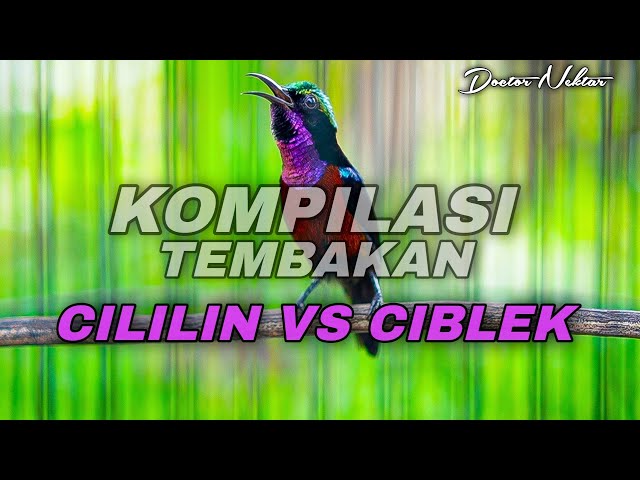 KOMPILASI KONIN GACOR FULL ISIAN TEMBAKAN CILILIN VS CIBLEK COCOK BUAT MASTERAN KOLIBRI NINJA LOMBA class=