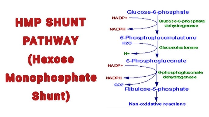 Hmp Shunt Nonoxidative hmp-shunt-nonoxidative