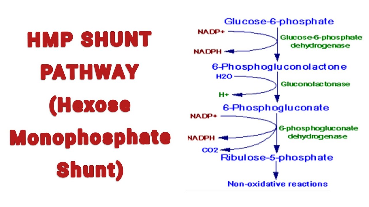 Hexose Monophosphate Shunt HMP Shunt Overview Pathway And It s on-what-day-do-americans-celebrate-flag-day-free-beer-and-hot-wings