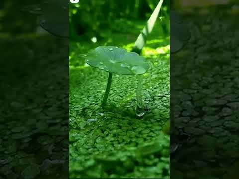 قطره ندى