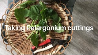 Propagating Pelargonium house plants by taking cuttings