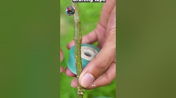 Tuyệt vời với cách ghép cây thành công #grafting