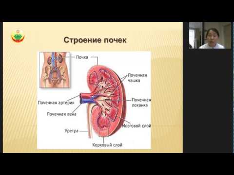 Заболевания почек и их лечение в тибетской  медицине