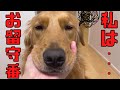 犬のお留守番隠し撮りしたら色んな意味で胸が締め付けられました・・・w【ゴールデンレトリバー】