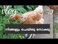 കോഴി വളർത്തൽ അത്യാവശ്യം അറിയേണ്ട കാര്യങ്ങൾ എല്ലാം  Kozhi Valarthal/Chicken Farming Malayalam