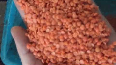 Lentils Sorting machine