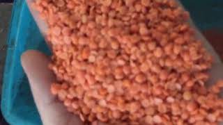 Lentils Sorting machine