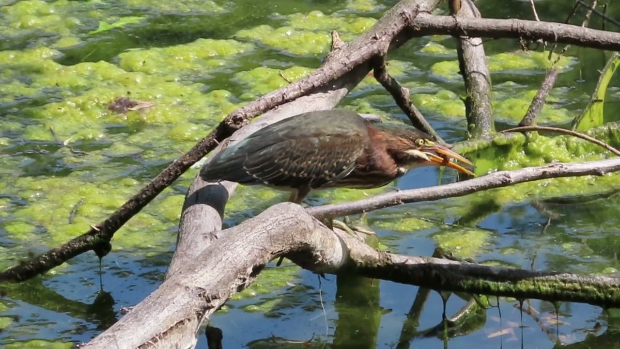 juvenile green heron catches fish
