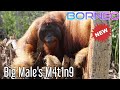 Orangutan M4k1ng L0ve at Camp Leakey - Tanjung Puting National Park