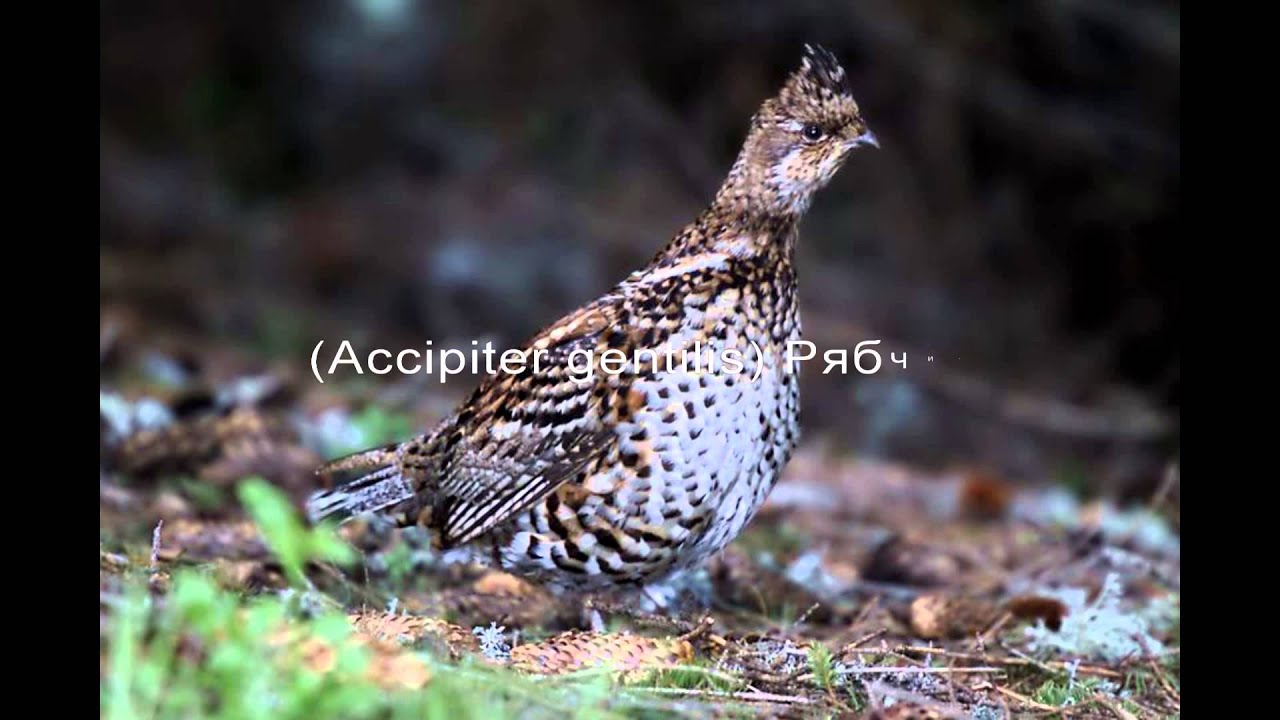 Рябчик    (Tetrastes bonasia, Synonym Bonasa bonasia)