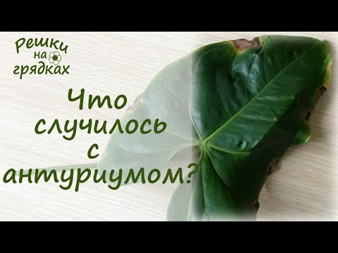 Пятна на листьях антуриума Что делать?!