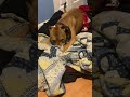 DOG CLIP #999