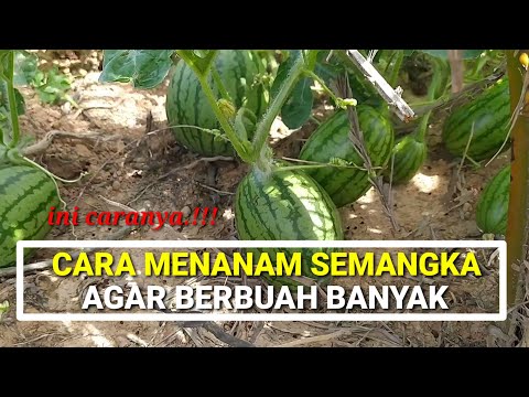 Cara menanam SEMANGKA agar berbuah banyak dan lebat // lakukan cara ini...!!!