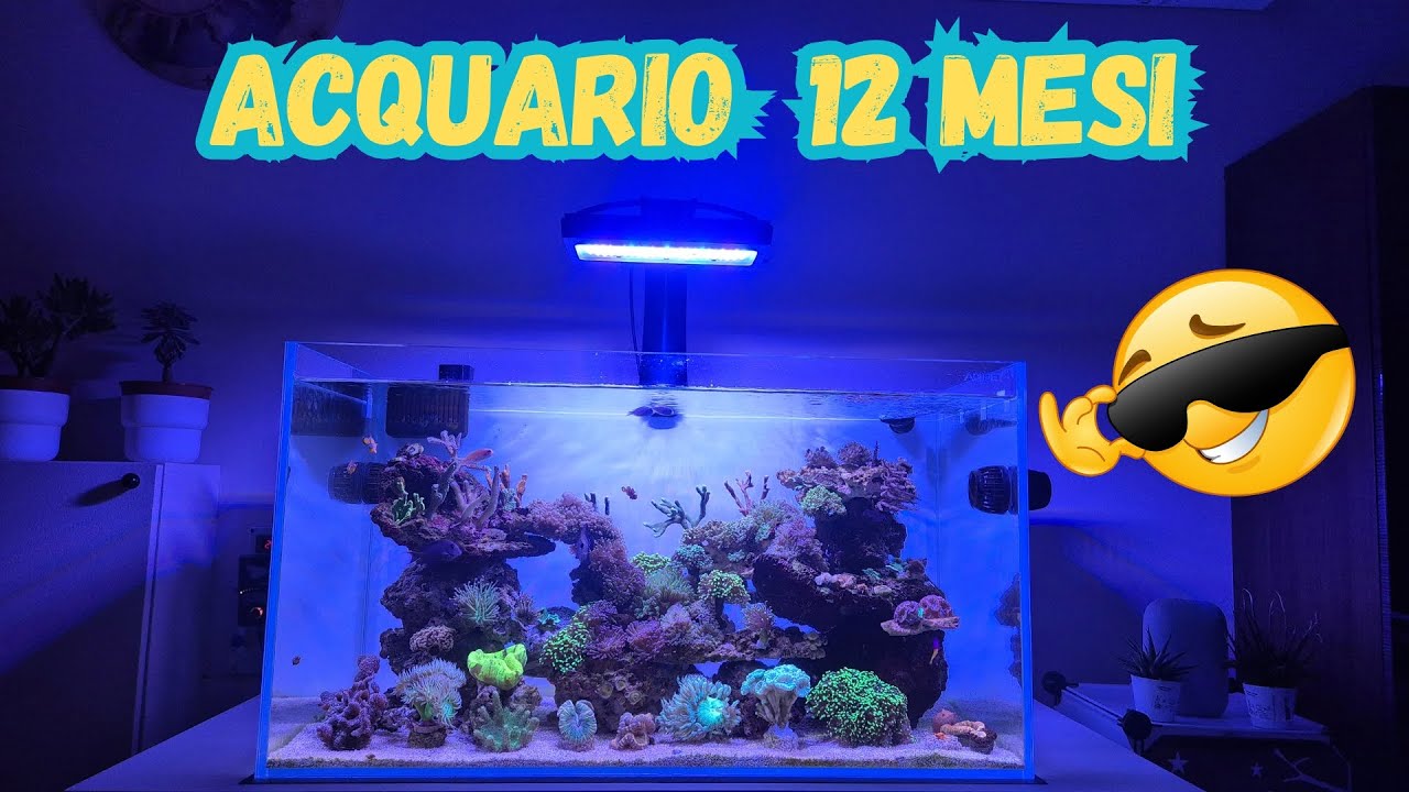 ACQUARIO MARINO 12 MESI DOPO !!! - YouTube