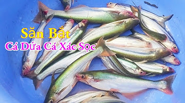 Săn Bắt Cá Dứa Cá Xác Sọc Câu Mồi Độc Lạ Nhất Miền Tây Sông Nước / Kiềm Rapper