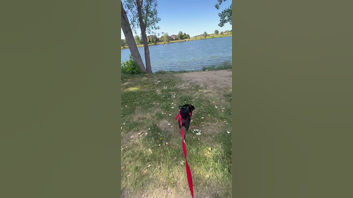 Big G Puppy Dog Big Water